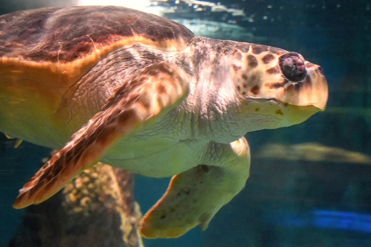 A loggerhead turtle swimming past the glass at Blue Reef Aquarium