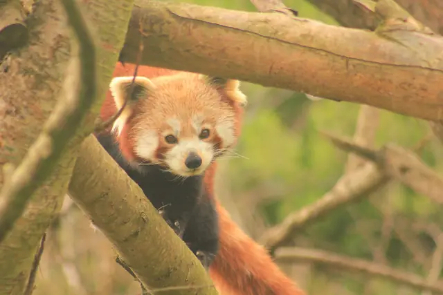 A red panda at Newquay Zoo