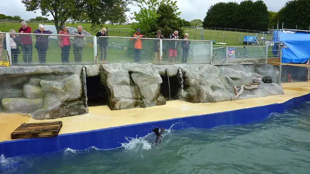 A seal swimming in a pool at the Cornish Seal Sanctuary